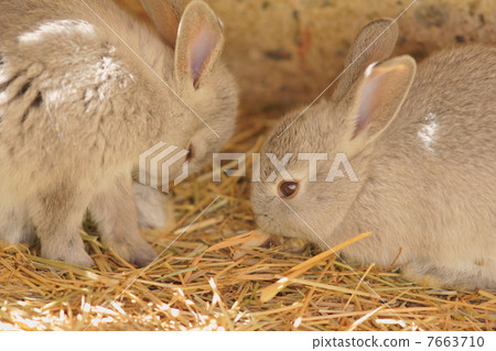 Rabbits resting in the shade Rabbits resting in the shade 7663710