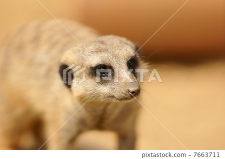 Close Meerkat Close Meerkat 7663711