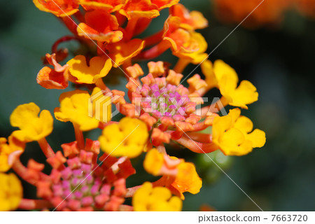 Lantana 7663720