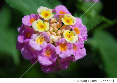 Lantana 7663721