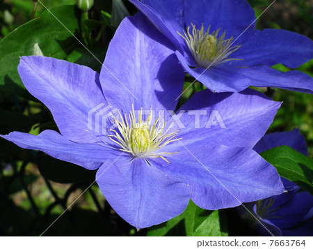 Clematis (Fujio) Clematis (Fujio) 7663764