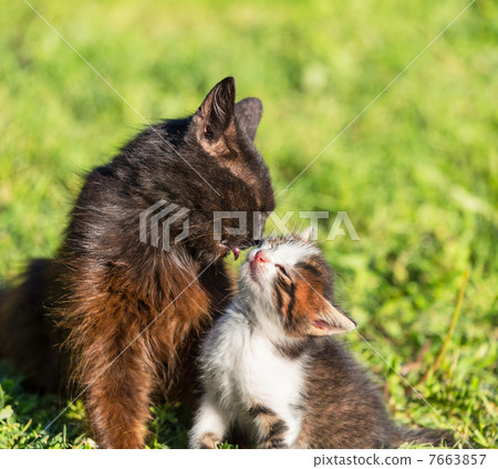 Cat Cat 7663857