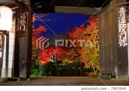 The illuminated Fukutokumon Gate of the Shogunzuka Dainichi Hall and vibrant autumn foliage (Yamashina Ward, Kyoto City) 7663948