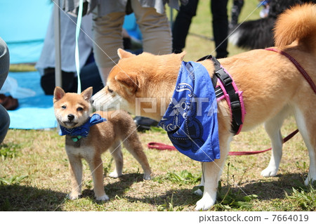 Puppy of Minzabu and Shiba Inu 7664019