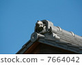 Fukusuke on the roof 7664042