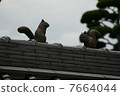 Squirrel playing on the roof 7664044