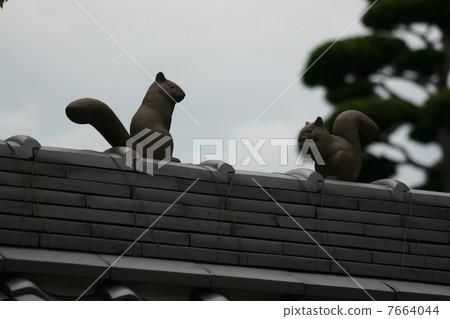 Squirrel playing on the roof Squirrel playing on the roof 7664044