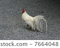 Tailori Bird 7664048