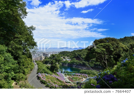 Hydrangea of hydrangea 7664407