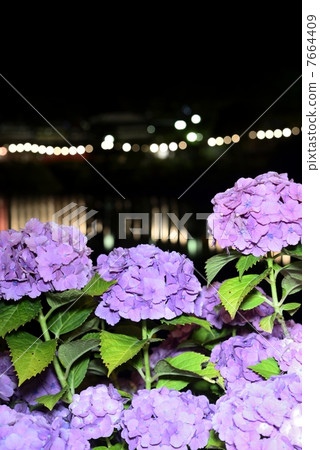 繡球花的繡球花 7664409