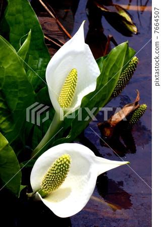 Oze National Park Ozegahara blooming water basho 7664507