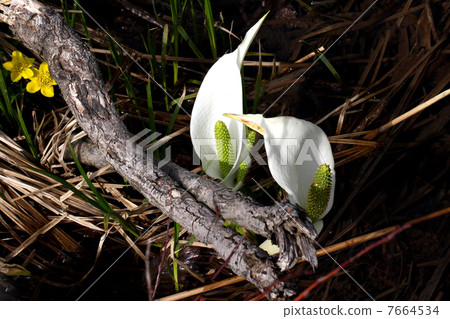 Oze國家公園Ozegahara盛開的水basho Oze國家公園Ozegahara盛開的水basho 7664534
