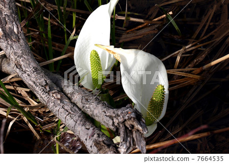 Oze國家公園Ozegahara盛開的水basho 7664535