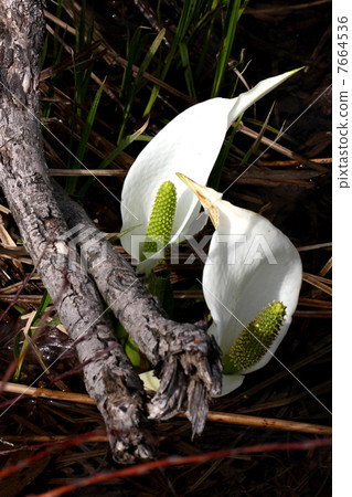 Oze國家公園Ozegahara盛開的水basho Oze國家公園Ozegahara盛開的水basho 7664536