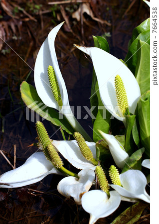 Oze國家公園Ozegahara盛開的水basho 7664538