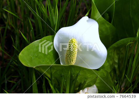 Oze國家公園Ozegahara盛開的水basho Oze國家公園Ozegahara盛開的水basho 7664539