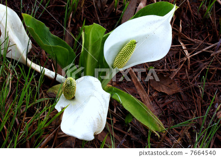 Oze國家公園Ozegahara盛開的水basho Oze國家公園Ozegahara盛開的水basho 7664540