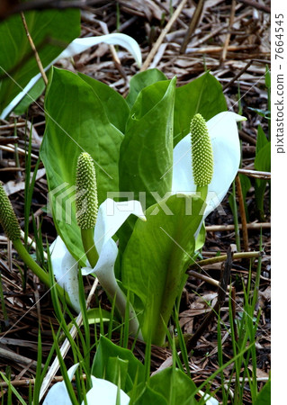 Oze National Park Ozegahara blooming water basho 7664545