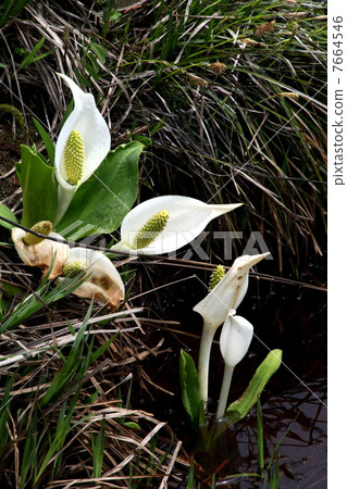 Oze國家公園Ozegahara盛開的水basho 7664546