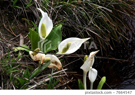 Oze國家公園Ozegahara盛開的水basho 7664547