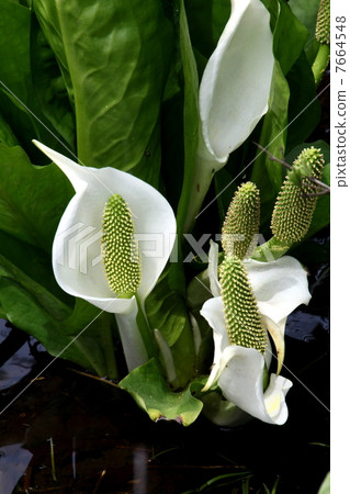 Oze國家公園Ozegahara盛開的水basho 7664548