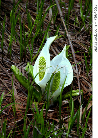 Oze國家公園Ozegahara盛開的水basho 7664553