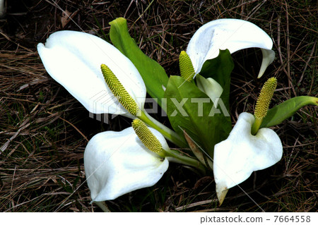 Oze國家公園Ozegahara盛開的水basho Oze國家公園Ozegahara盛開的水basho 7664558