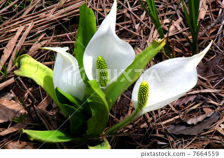 Oze國家公園Ozegahara盛開的水basho 7664559