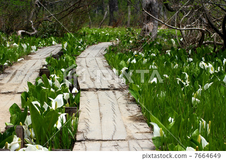 Oze National Park Ozegahara blooming water basho Oze National Park Ozegahara blooming water basho 7664649