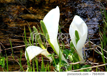 Oze國家公園Ozegahara盛開的水basho 7664694