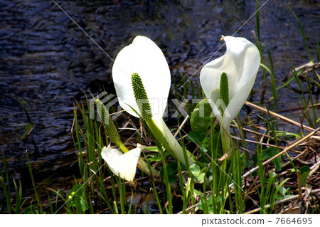 Oze國家公園Ozegahara盛開的水basho 7664695