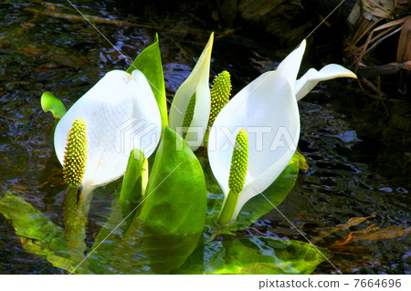 Oze National Park Ozegahara blooming water basho 7664696