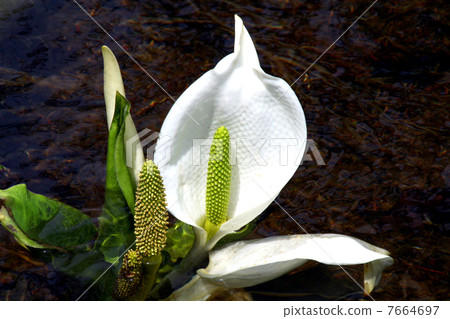 Oze國家公園Ozegahara盛開的水basho 7664697