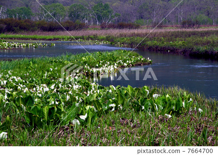 Oze National Park Ozegahara blooming water basho 7664700