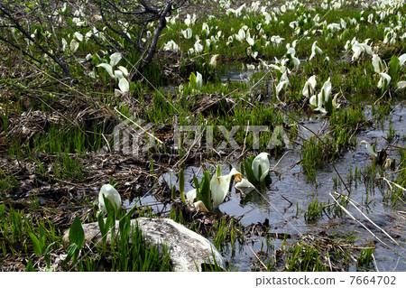 Oze國家公園Ozegahara盛開的水basho Oze國家公園Ozegahara盛開的水basho 7664702