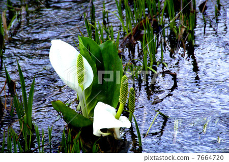 Oze National Park Ozegahara blooming water basho Oze National Park Ozegahara blooming water basho 7664720