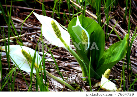 Oze National Park Ozegahara blooming water basho Oze National Park Ozegahara blooming water basho 7664729