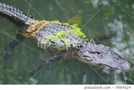 American Alligator, Everglades National Park, Florida, USA American Alligator, Everglades National Park, Florida, USA 7664824