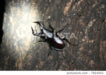 Saw toothbrush 7664842