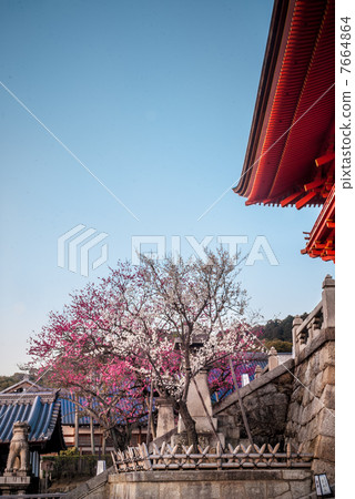 Kiyomizudera紅梅·白梅 7664864