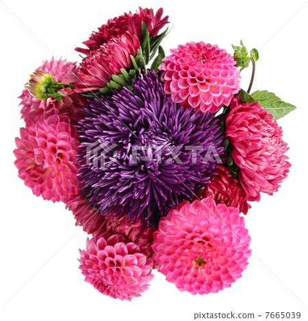 Dahlias and asters 7665039