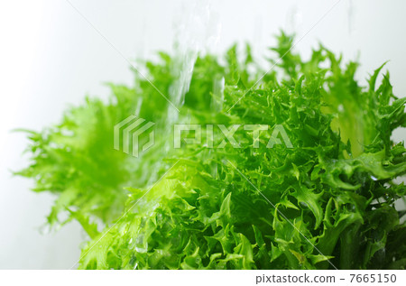 Fresh lemony lettuce Fresh lemony lettuce 7665150