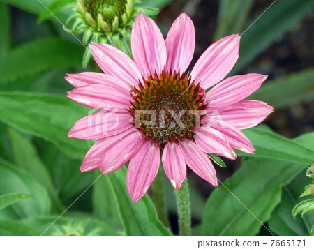 Echinacea Echinacea 7665171