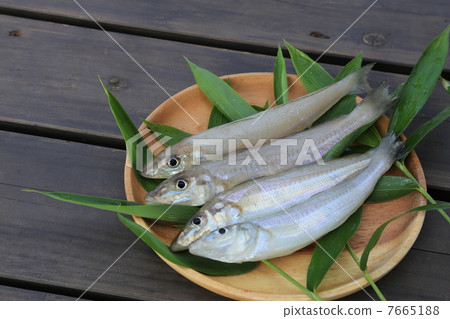 長嘴硬鱗魚 7665188