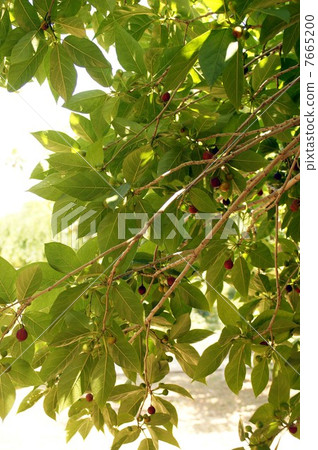 Fruits of Inu Biva 7665200