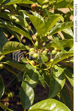 Fruits of Inu Biva 7665201