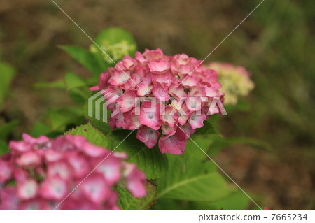 Pink hydrangea 7665234
