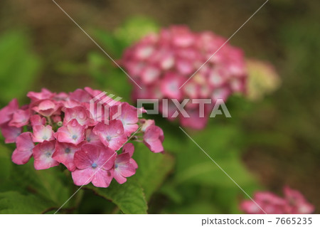 Pink hydrangea 7665235