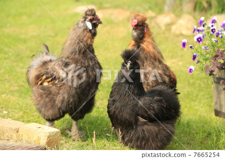 Crow bird chicken 7665254