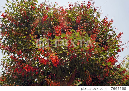 美國德戈·全花 7665368